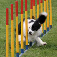 agility dog conditioning