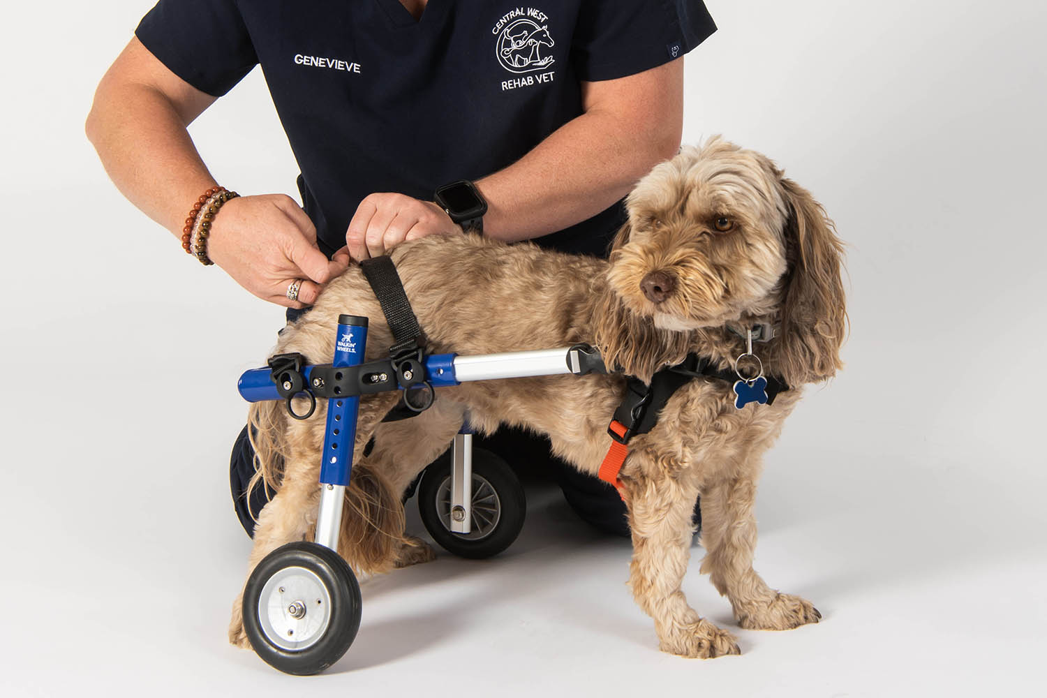 Rooster Farms Replacement Harness for Dog Wheelchair - Little Dogs Up to 10Kg