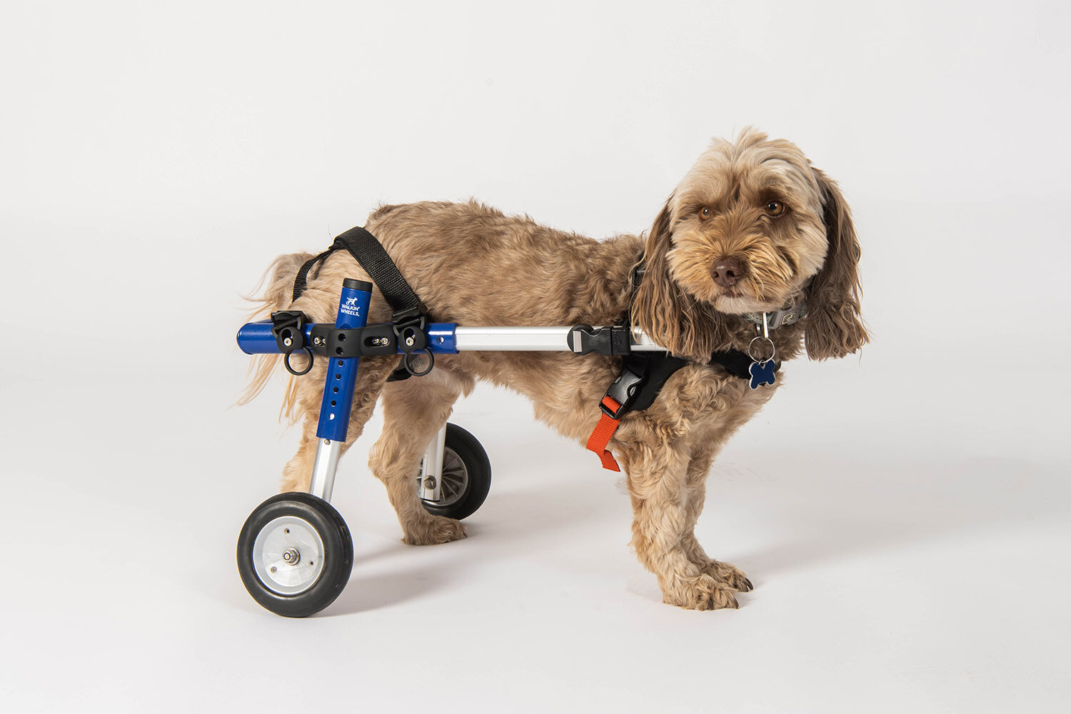 rear limb weakness paralysis dog treatment