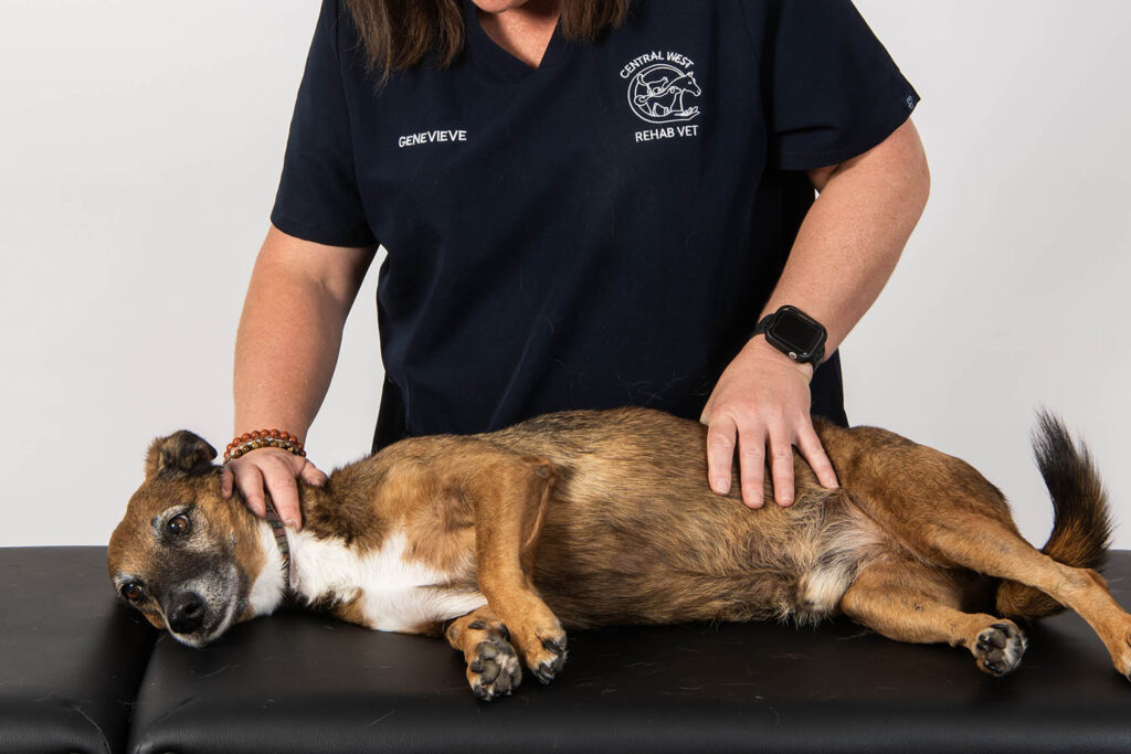 spinal joint mobilisation therapy treatment dogs