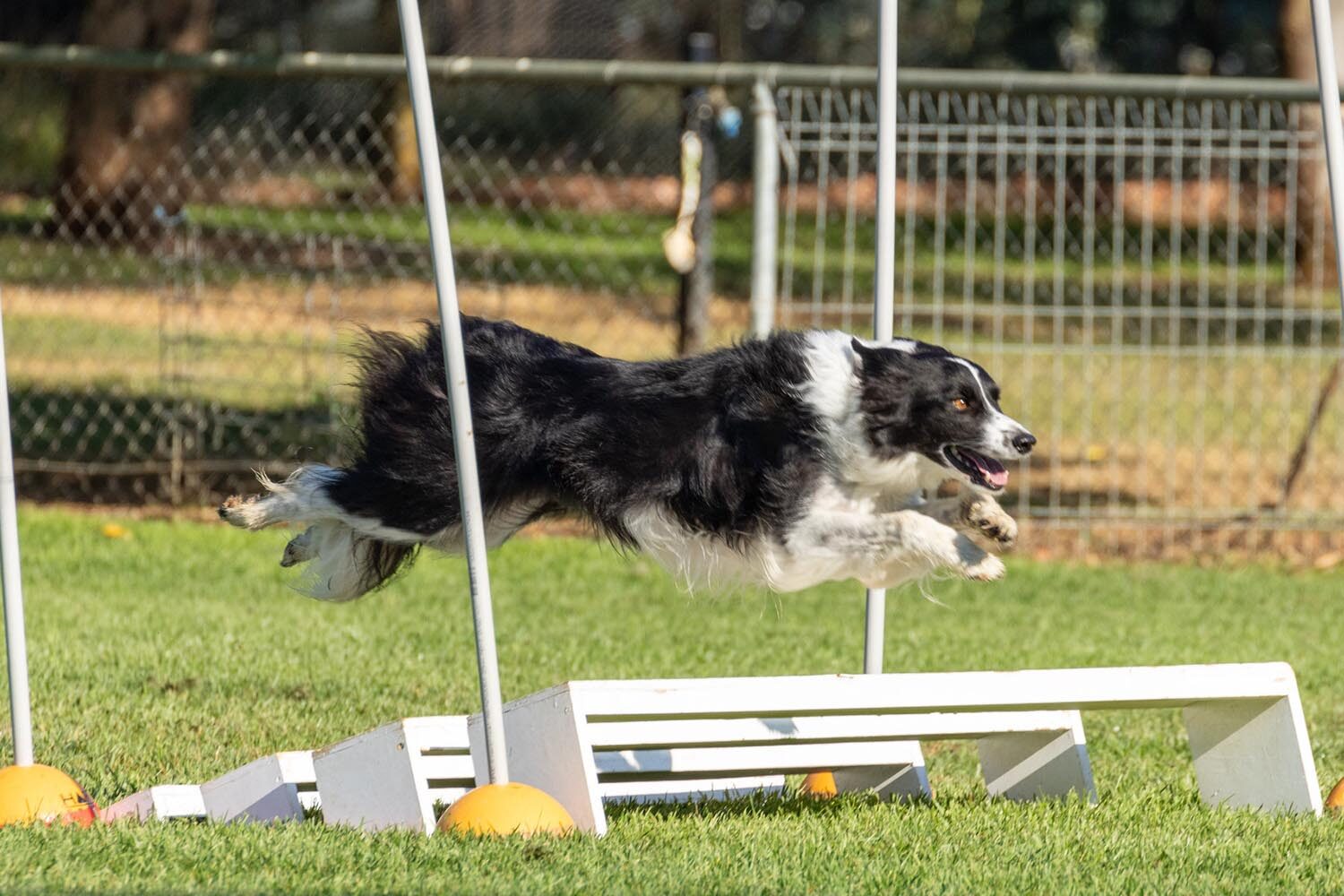 sport working dog conditioning treatment