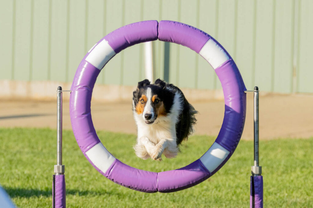 sport working dog conditioning vet