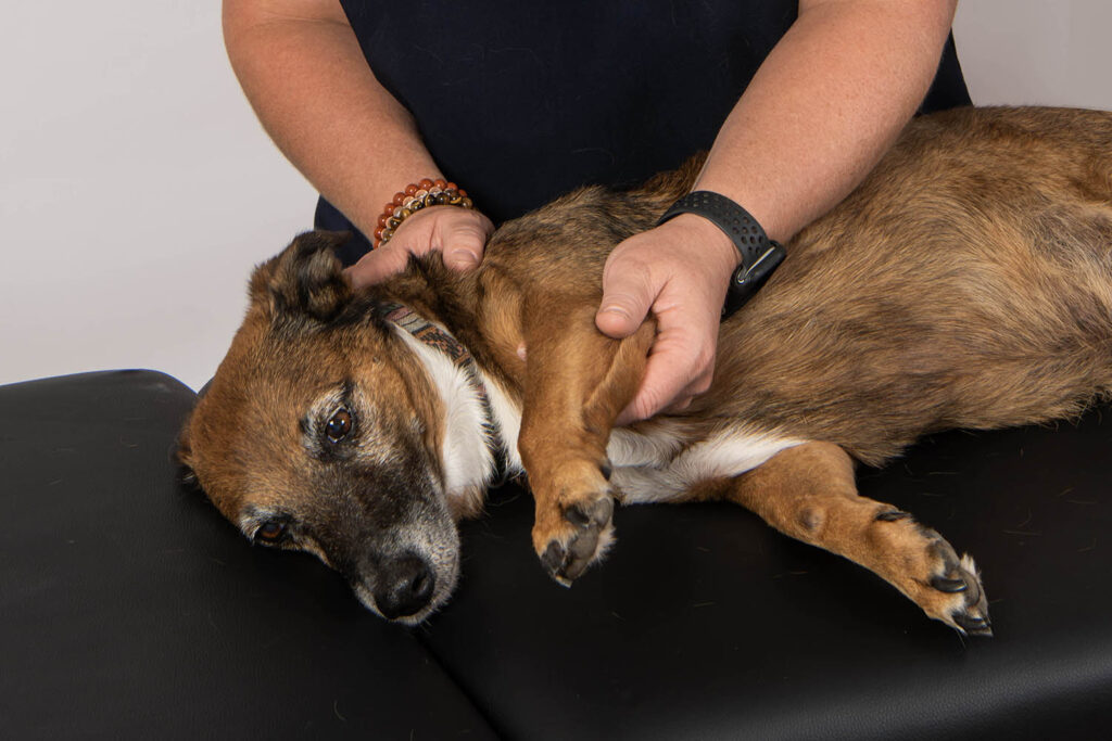 theraputic massage stretching dog